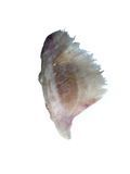Скат морской крылья  без кожи 350&ndash;700  Испания 2626 фото